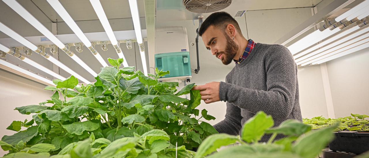 Las nuevas plantas para combatir plagas