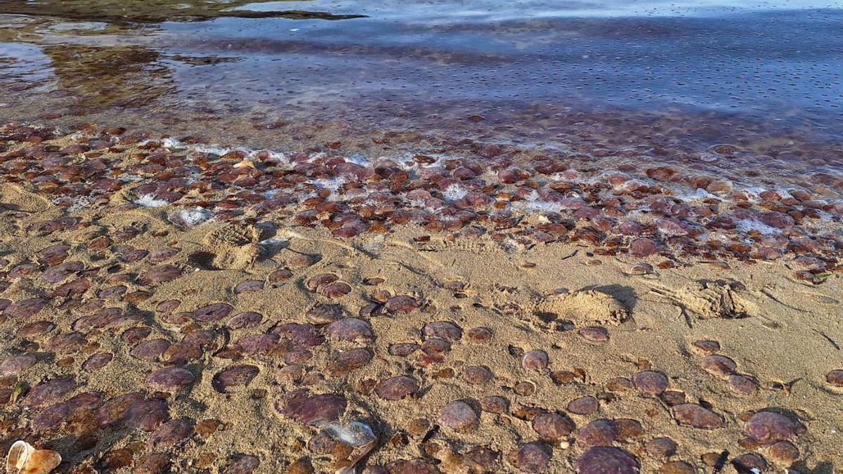 Un enorme banco de medusas hace dos días en la costa de Sant Antoni.