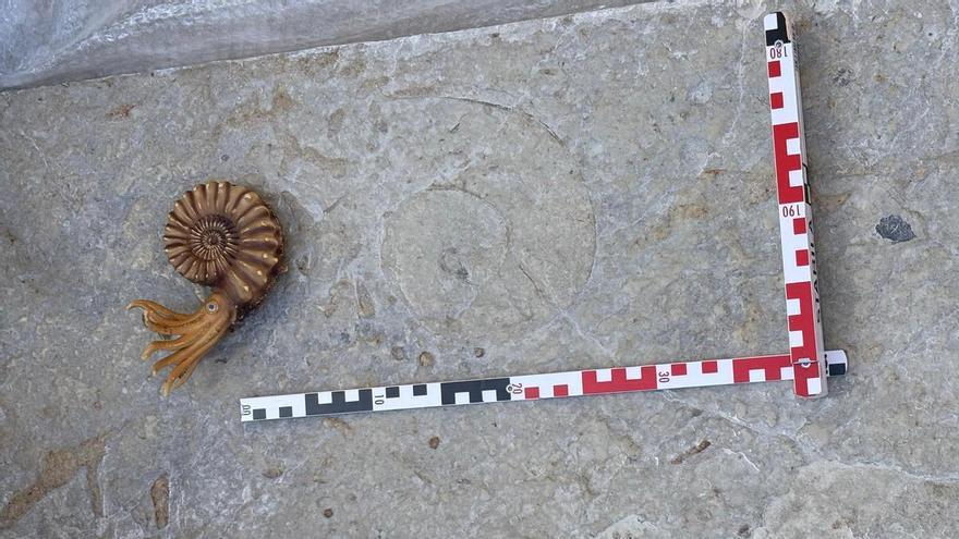 Elche rescata un amonite de 150 millones de años en una losa