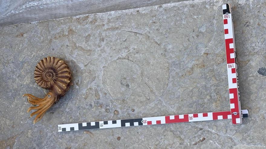 El Museo Paleontológico de Elche recupera un fósil de 150 mi