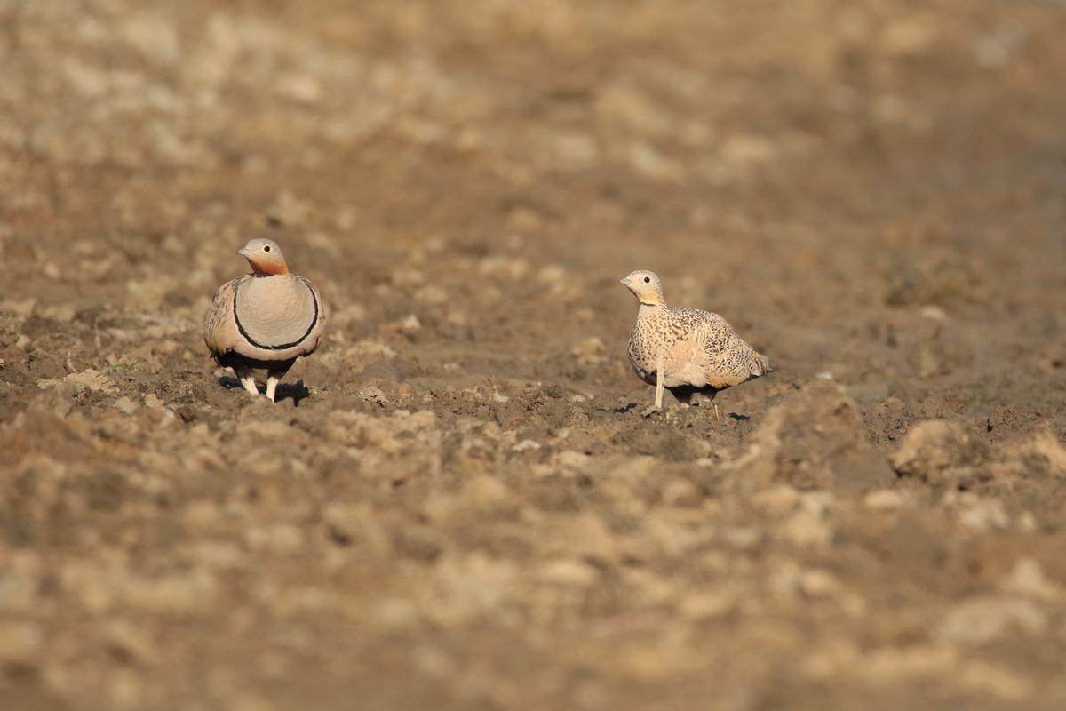SEO-BirdLife marca con emisores GPS ejemplares de ganga ortega en 3 regiones