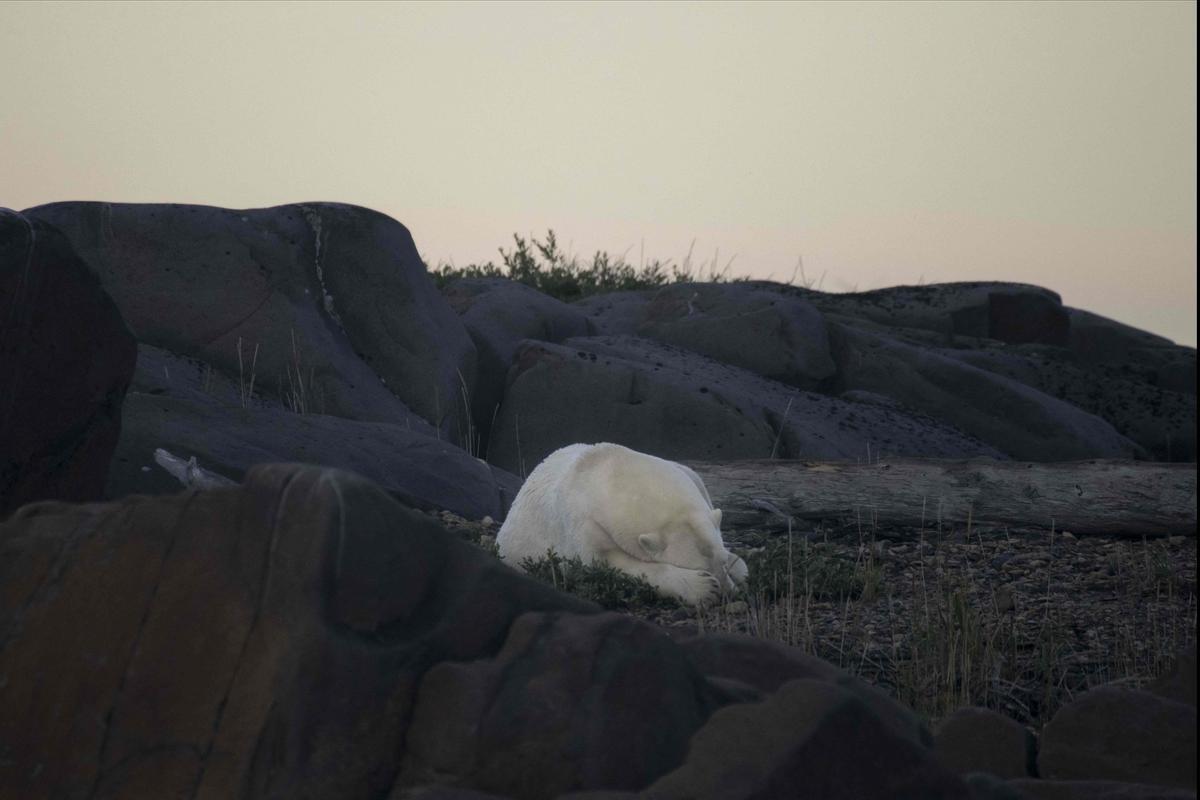 Así viven los osos polares en Hudson Bay, cerca de Churchill (Canadá).