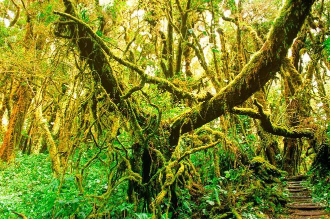 Parque nacional Braulio Carrillo