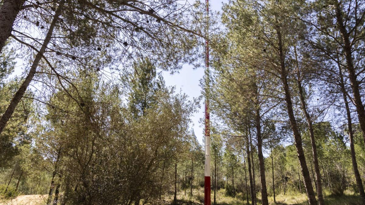 Una de las torres fijas dentro del bosque, donde se han realizado tareas de selvicultura.