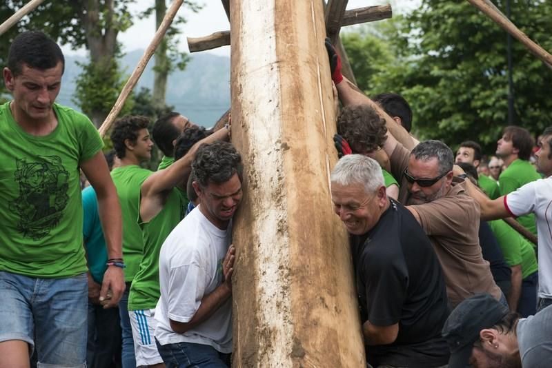 Celoriu planta su hoguera