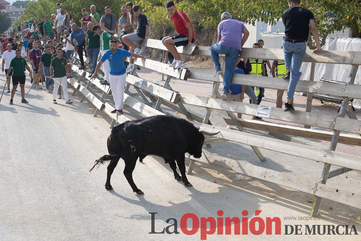 Quinto encierro de la Feria Taurina del Arroz en Calasparra