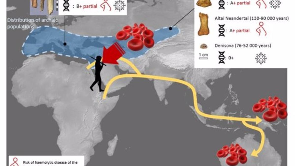 La sangre de neandertales y denisovanos confirma su origen africano.