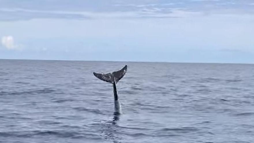 Rescatan el cadáver de una cría de calderón en una playa de Canarias