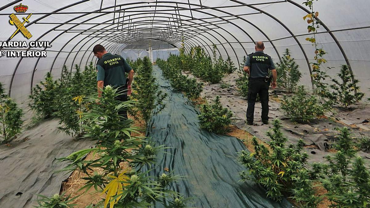 Los agentes examinan las 
plantas en el invernadero.