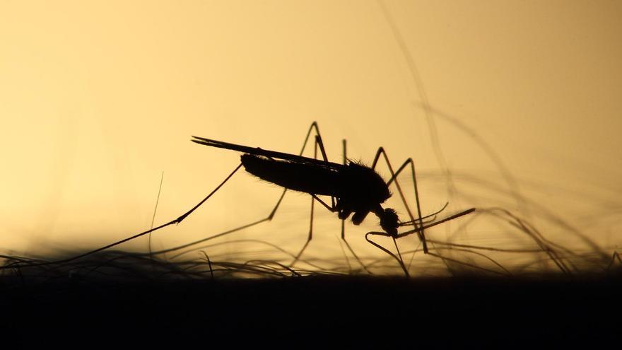 La mejor bebida para ahuyentar a los mosquitos este verano