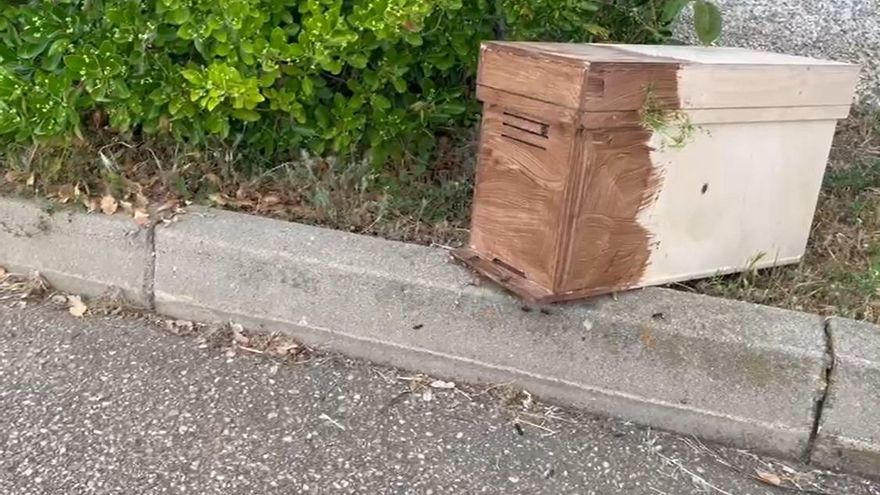 Los Bomberos retiran un enjambre de abejas de la Residencia Mixta en Benavente