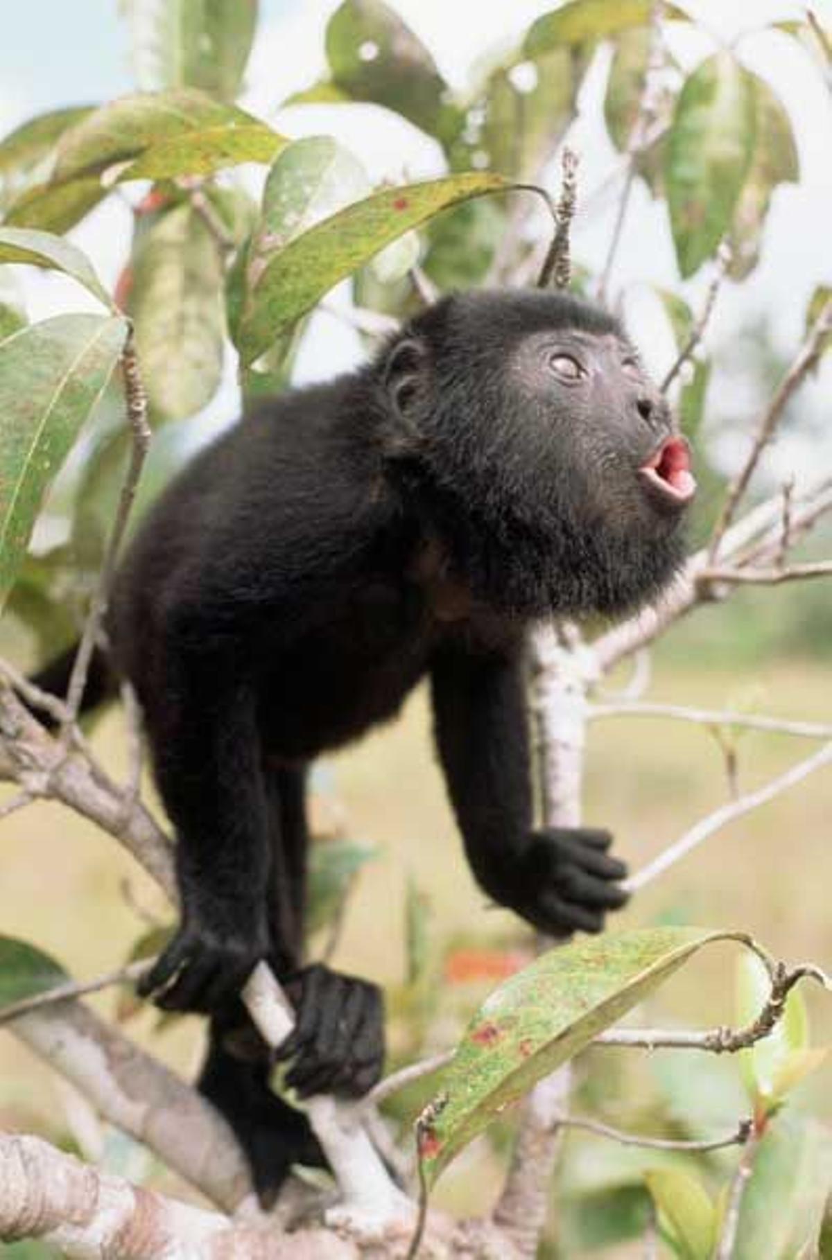 Mono Aullador en Belice.