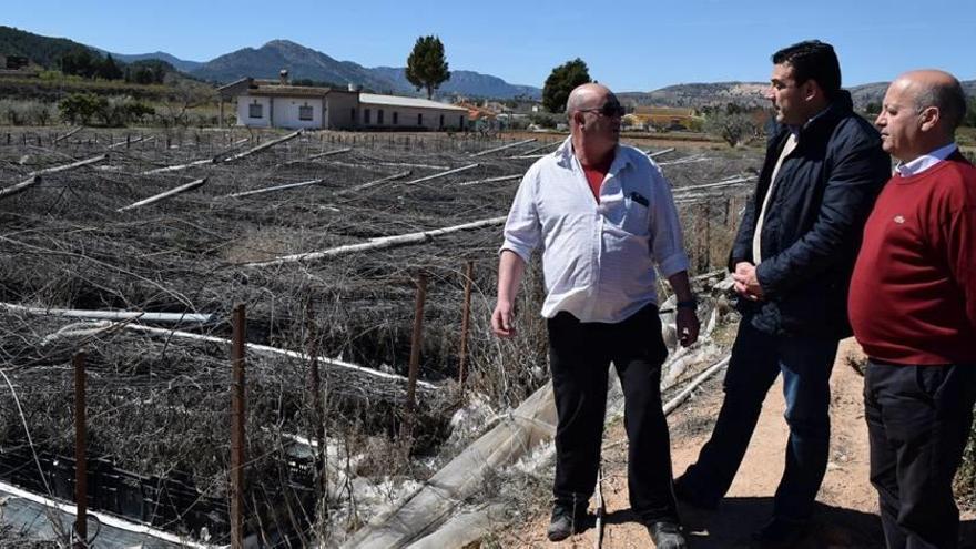 Los agricultores de flor cortada no han recibido las ayudas prometidas