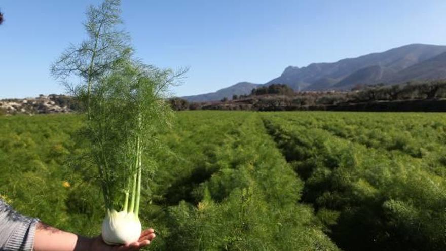 Campo de cebollas ecológicas en la Vall d&#039;Albaida.