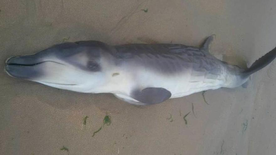 Aparece muerta una cría de zifio en la playa de Santa Marina, en Ribadesella