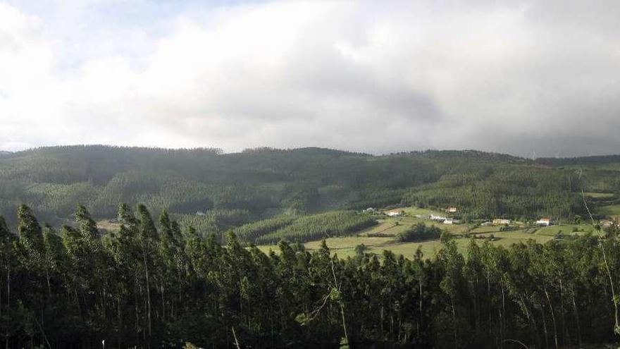 Plantación de eucaliptos en Cedeira.