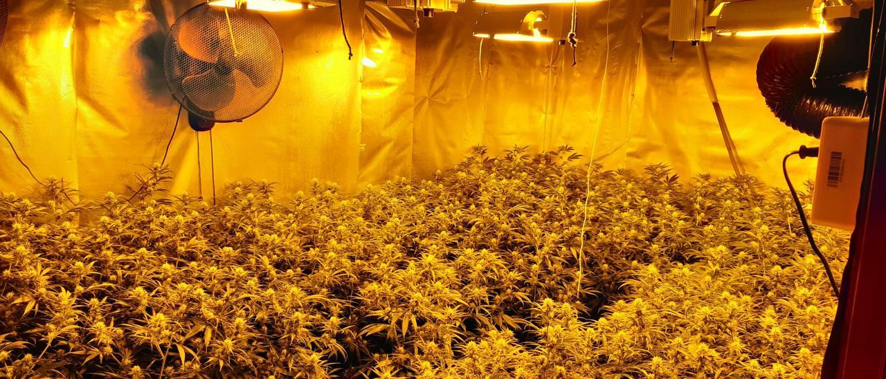 Imatge d&#039;arxiu d&#039;una plantació interior de marihuana