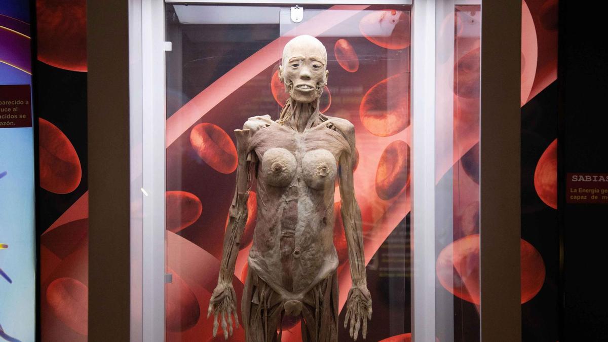Präparierte menschliche Körper und Organe in der Ausstellung &quot;Bodies&quot;.