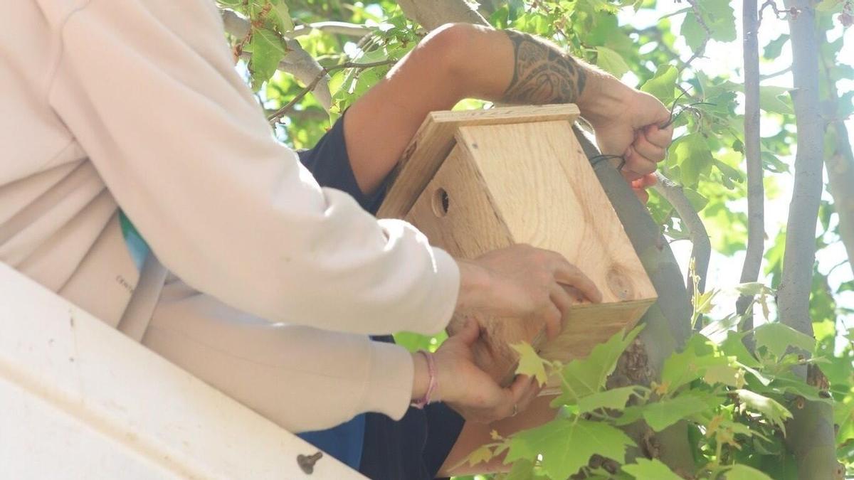 Uns voluntaris instal·len una de les caixes niu en un espai del municipi de Llançà.