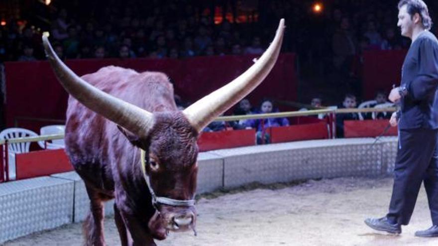 Un ejemplar de watusi, en la pista del circo.