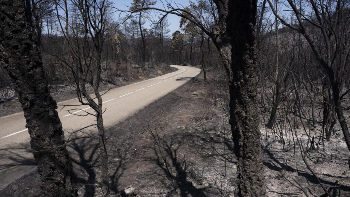Una zona cremada en l’incendi de les Gavarres.