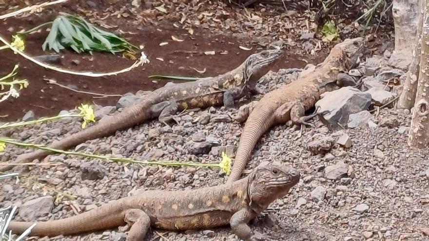Larga vida al lagarto gigante de El Hierro