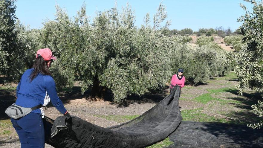 Asaja, COAG, UPA y Cooperativas Agro-alimentarias piden cont