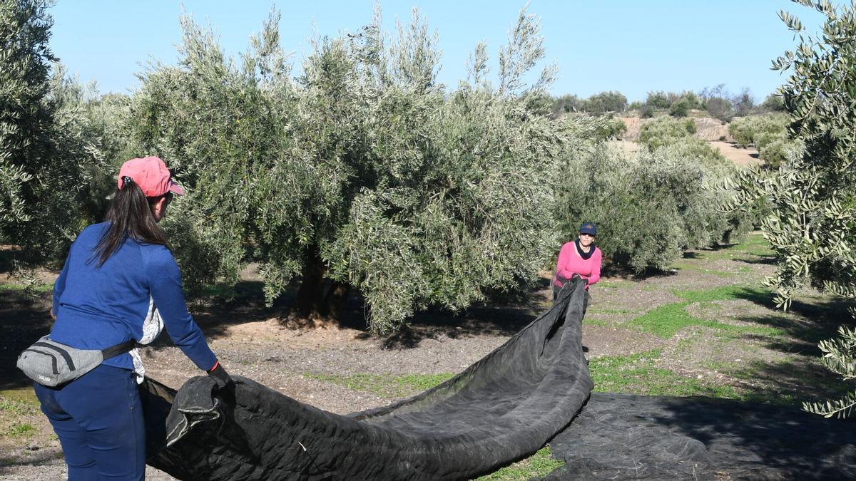 Recogida de aceituna en un olivar de la provincia de Córdoba.
