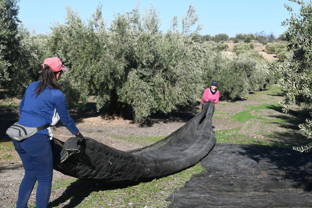 RECOGIDA ACEITUNA OLIVAR BAENA ZUHEROS DOÑA MENCIA