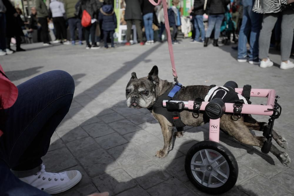 Perros buscan una familia