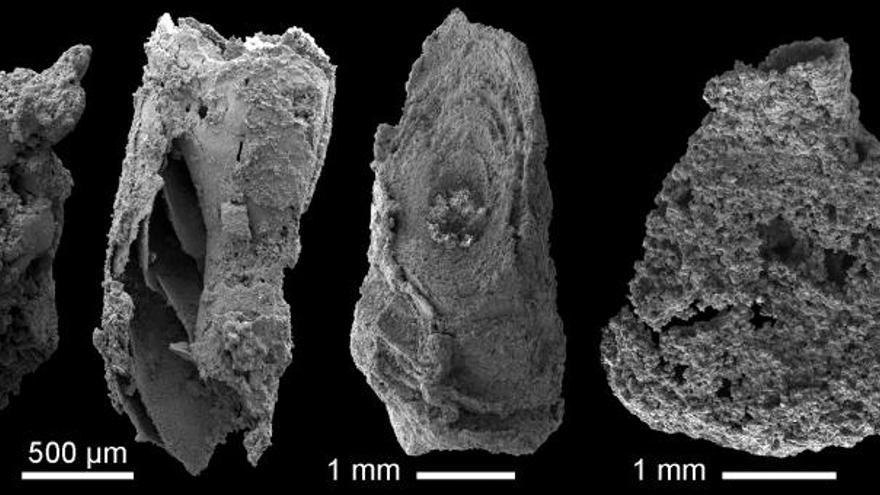 Un estudio de la Uex halla fósiles en Extremadura de hace más de 500 millones de años