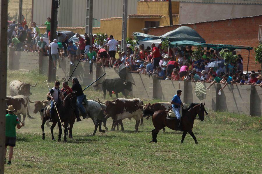 Segundo espante de Guarrate, con un caballista her