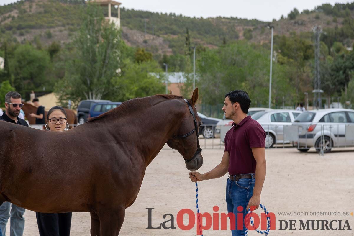 Control veterinario de los Caballos del Vino en Caravaca