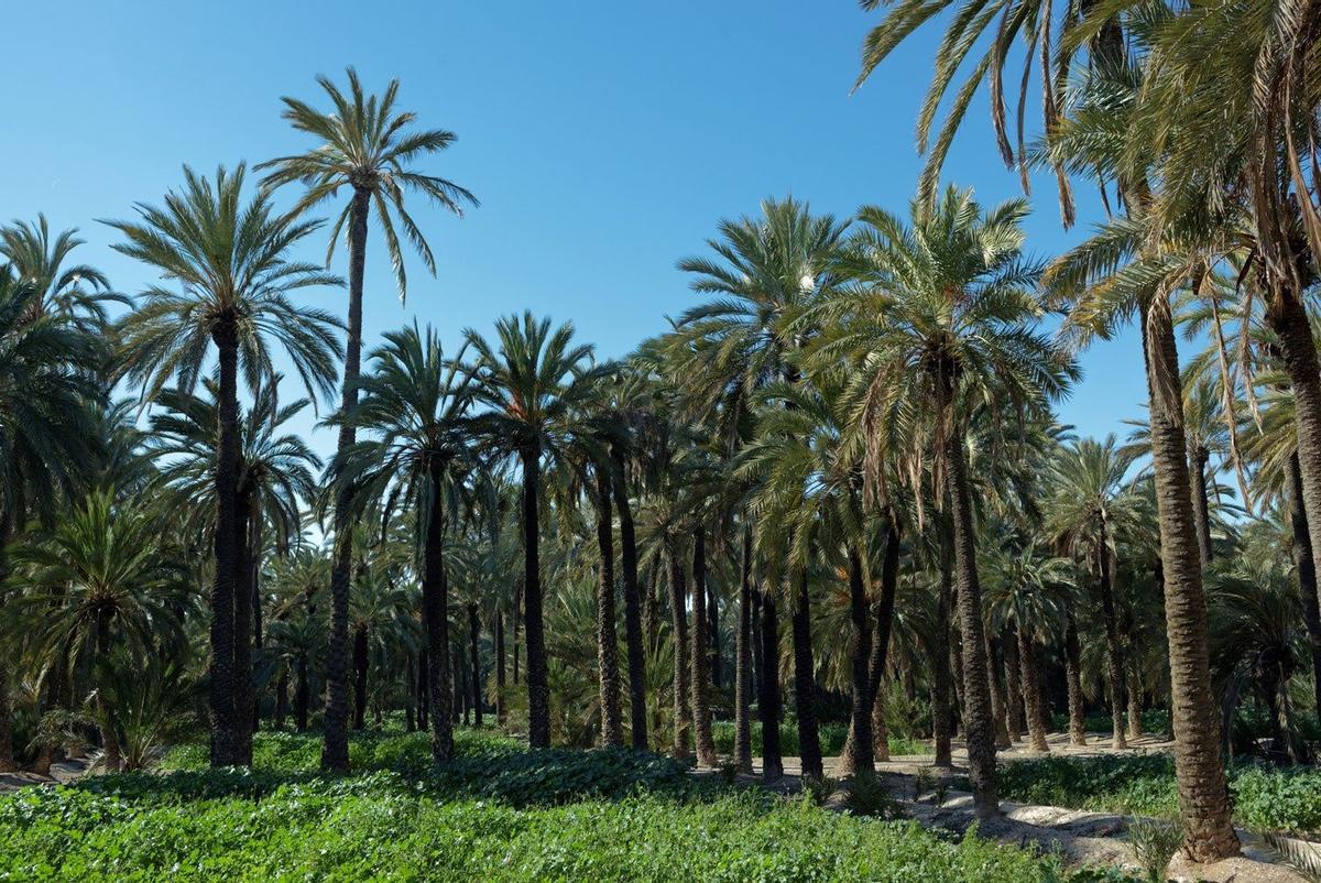 Palmeral de Elche