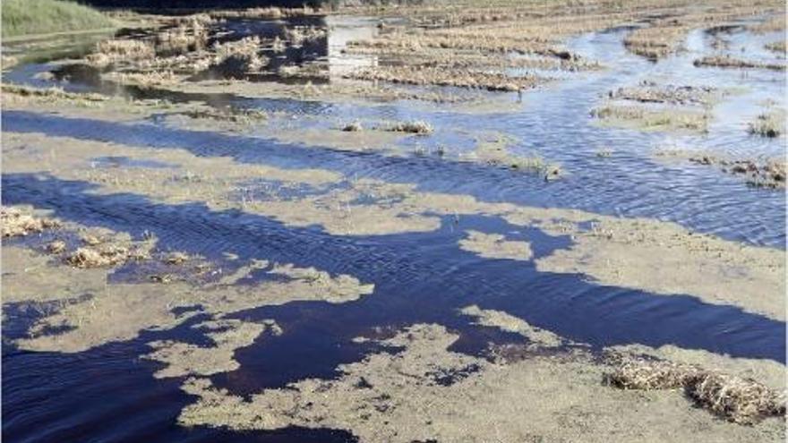 Aguas negras por la descomposición de la paja.