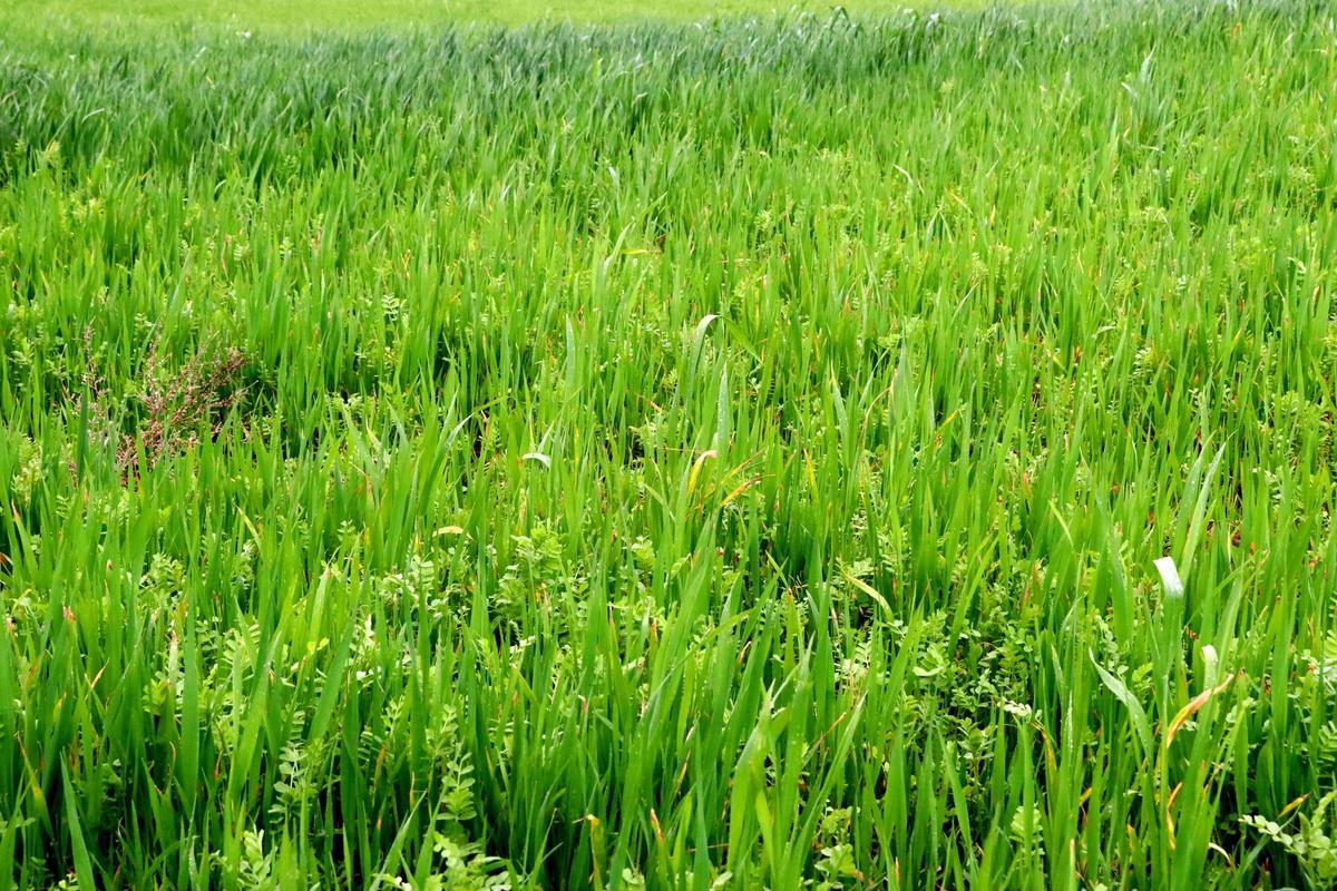 Detall d'un camp de blat amb varietats antigues al voltant del la masia Cal Piquet de Vallferosa (Torà)