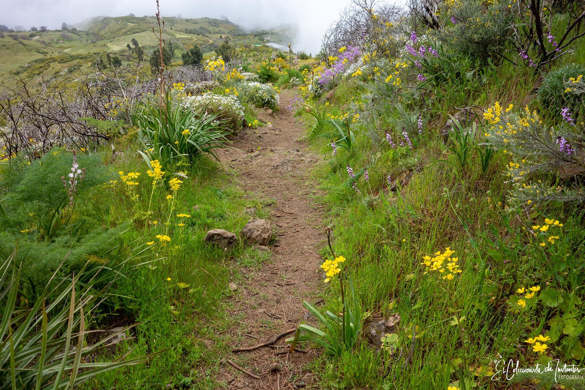 Ruta entre los Llanos de Ana López y Degollada Becerra, en Gran Canaria