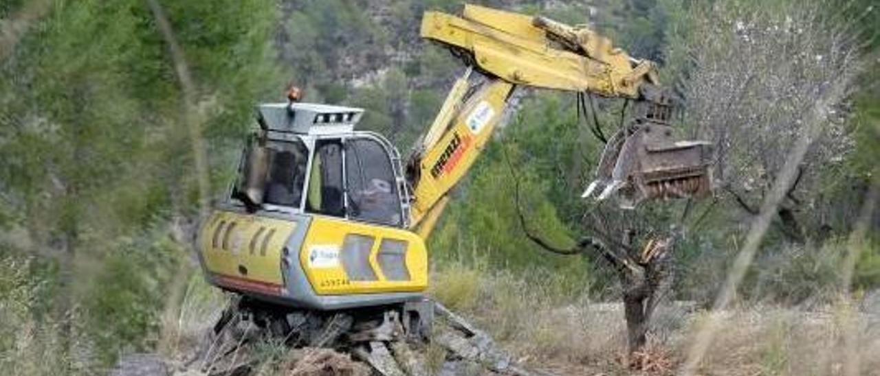 Expertos niegan que el arranque de árboles sea la mejor opción contra la Xylella