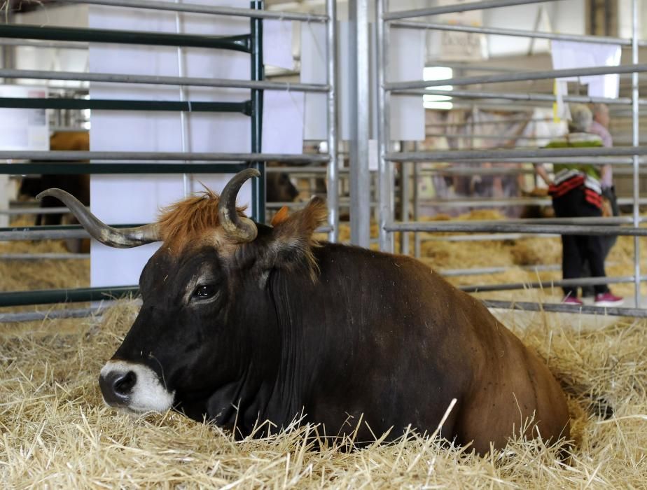 40ª Feira Internacional Semana Verde de Galicia