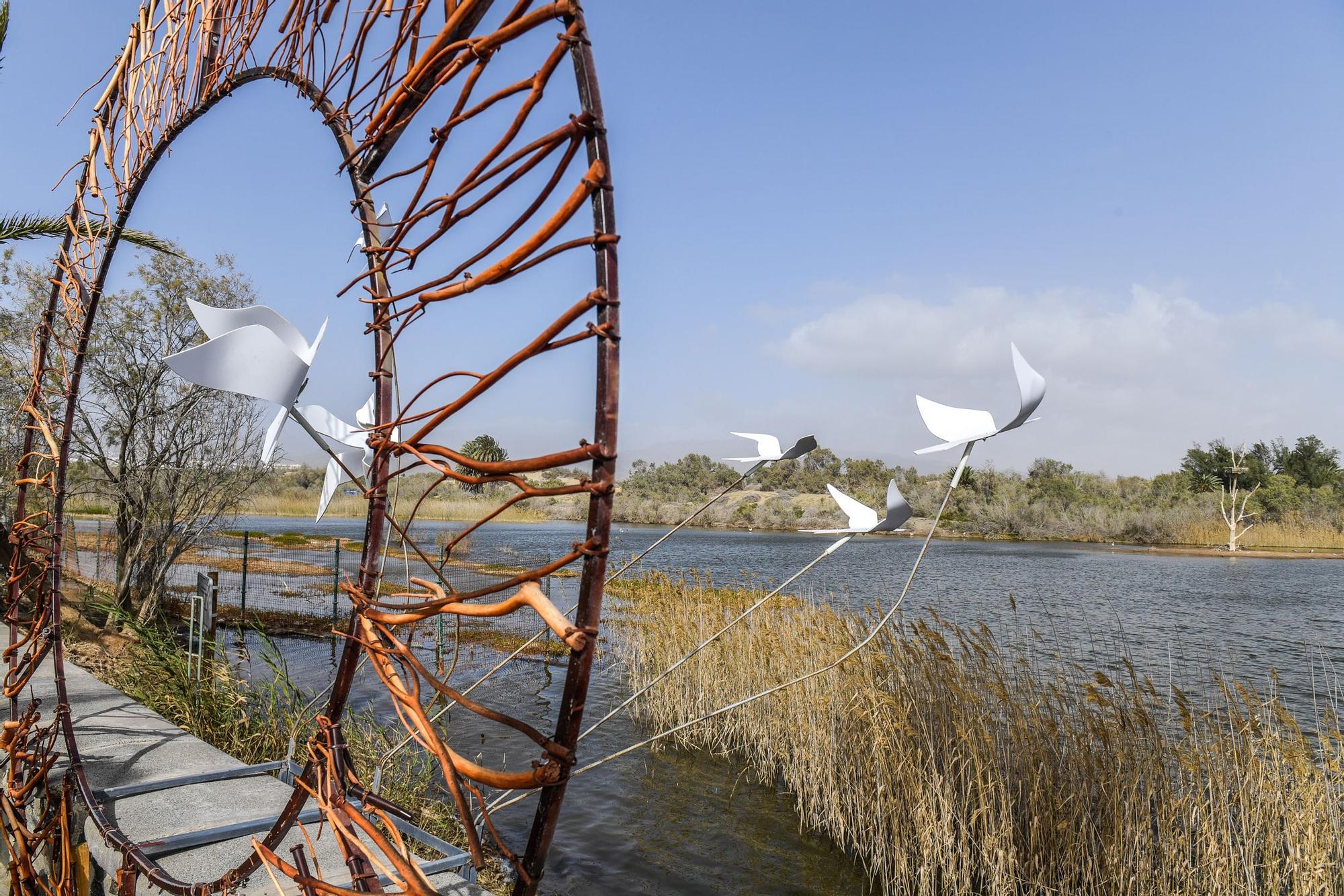 Avistamiento de fauna en la charca de Maspalomas