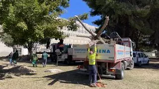 Los ficus afectados por las obras en el hospital se trasplantan al municipio de Sant Joan