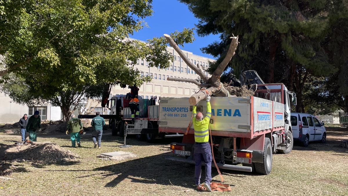 Los árboles durante las tareas de traslado desde el hospital al municipio de Sant Joan