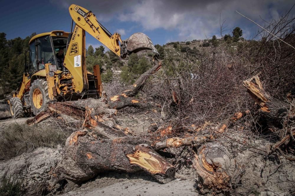 La Xylella se extiende por la provincia