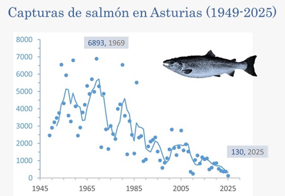Capturas de salmón en Asturias (1949-2025)