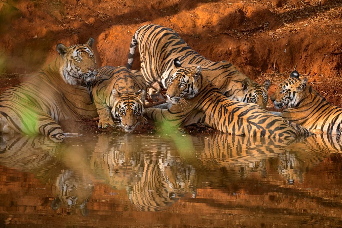 El Parque Nacional Bandhavgarh (Madhya Pradesh, India) es célebre por su alta densidad de tigres de bengala. Durante los calurosos meses de verano, los pozos de agua y abrevaderos naturales o artificiales son los mejores lugares para el avistamiento de estos grandes felinos mientras intentan refrescarse y saciar su sed