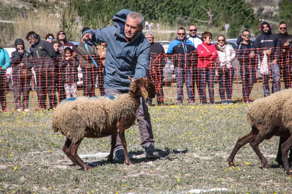 Concurso de perros pastores en Agres