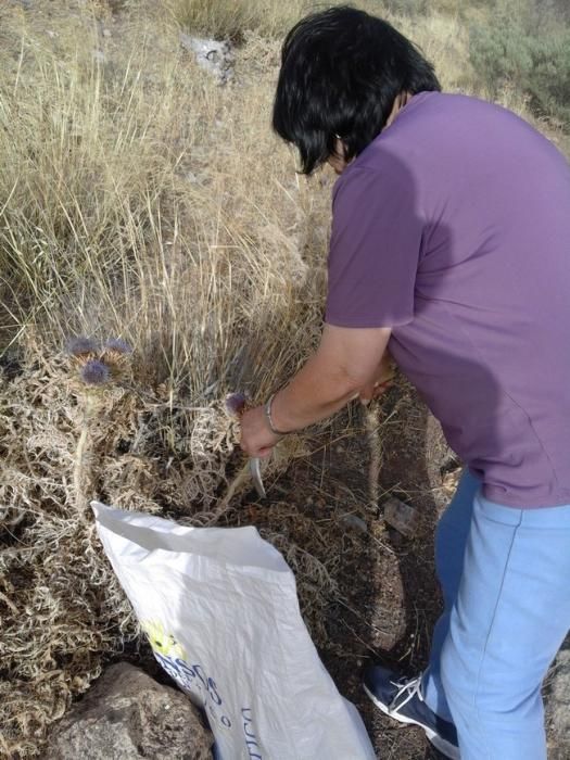 Recogida de flor de cardo