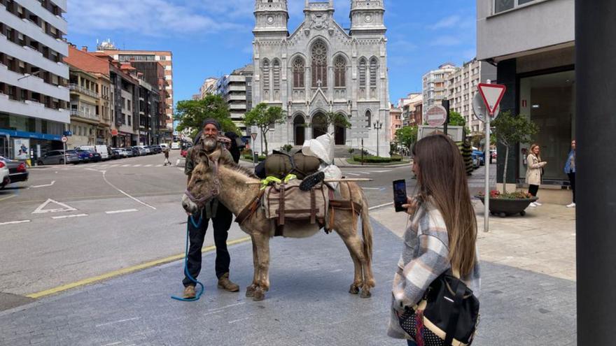 Expectación en las calles de Avilés con el paso del burro peregrino por la ciudad