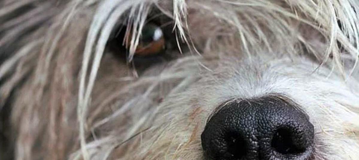 La dificultad de los animales miedosos para ser adoptados
