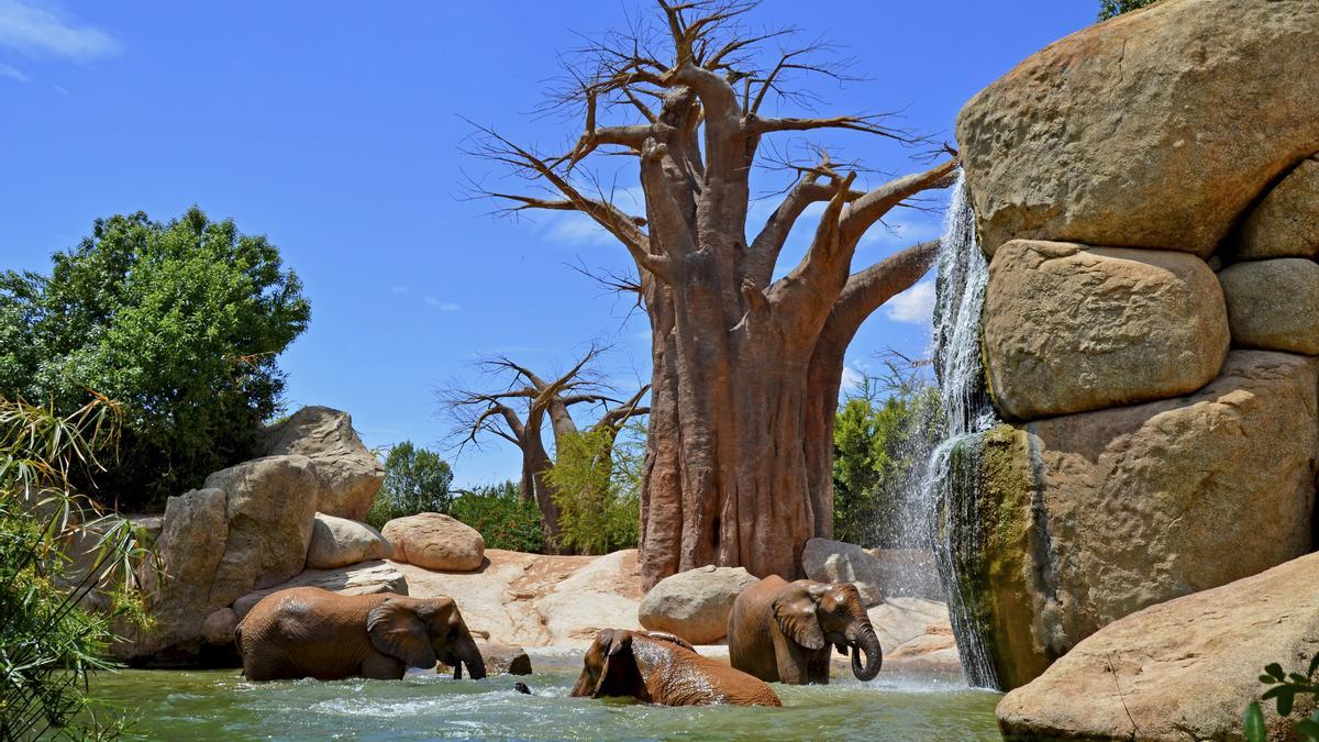 Elefantes jugando en la Sabana de Bioparc Valencia.